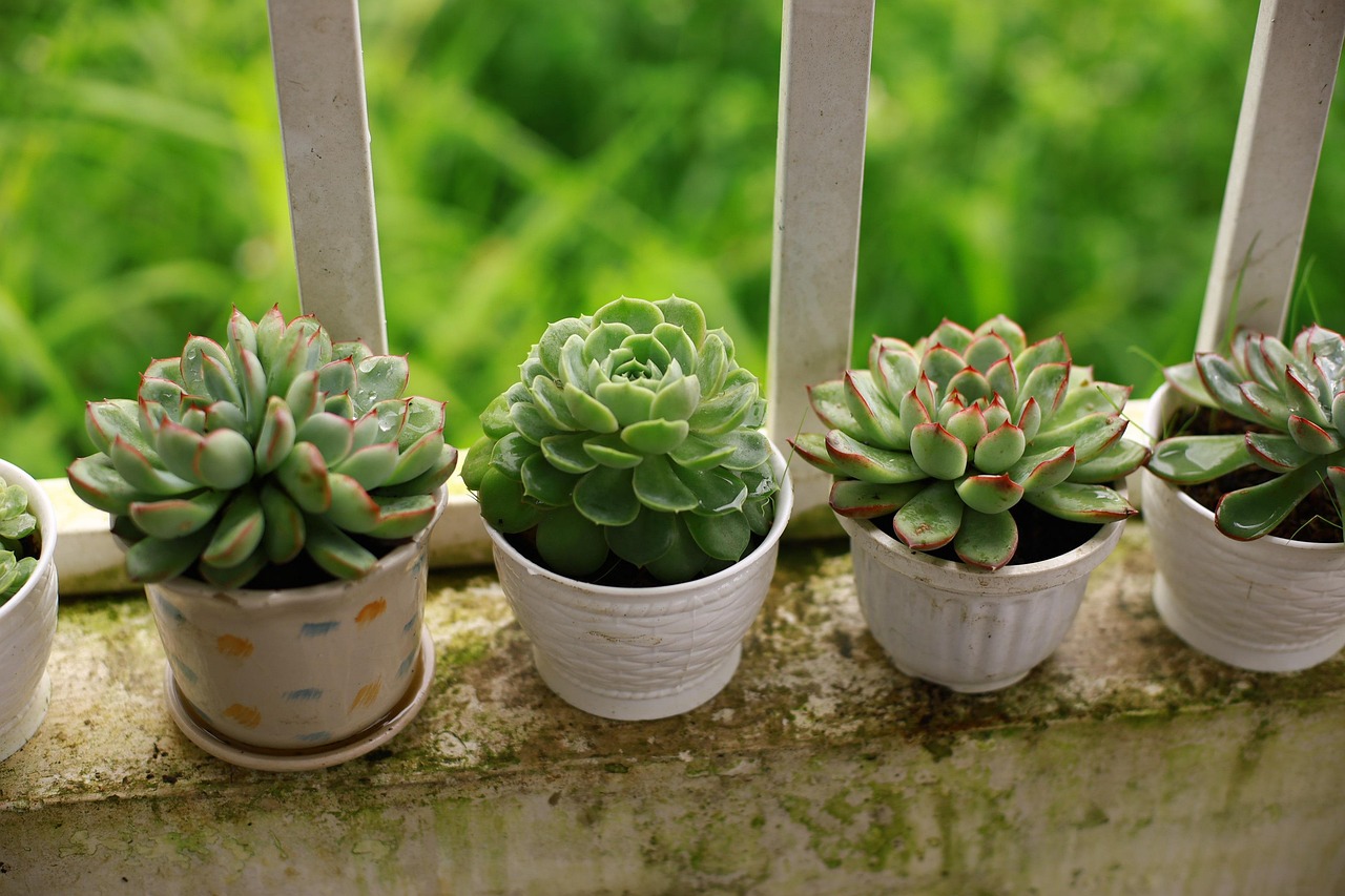Balcony garden with container plants and vertical greenery